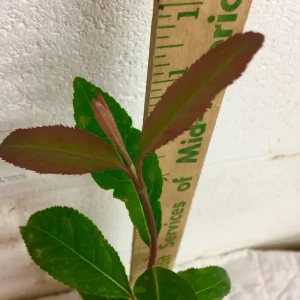 Blackhaw Viburnum Live Plant 6-12in Tall - 4 inch Pot - Outdoor Shrub - Image 6