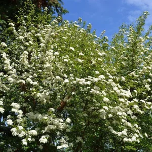 Blackhaw Viburnum Live Plant 6-12in Tall - 4 inch Pot - Outdoor Shrub - Image 7