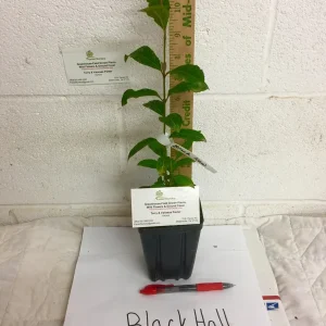 Blackhaw Viburnum Live Plant (Viburnum prunifolium) 6-12