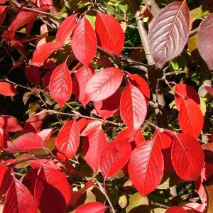 Blackhaw Viburnum Live Plant (Viburnum prunifolium) 6-12