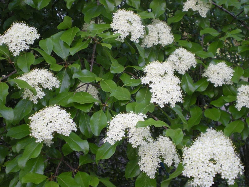 Blackhaw Viburnum Live Plant (Viburnum prunifolium) 6-12" Tall in 4" Pot Outdoor Shrub - Image 4