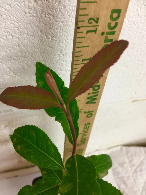 Blackhaw Viburnum Live Plant (Viburnum prunifolium) 6-12" Tall in 4" Pot Outdoor Shrub - Image 6