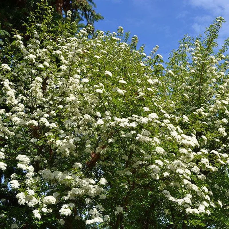 Blackhaw Viburnum Live Plant (Viburnum prunifolium) 6-12" Tall in 4" Pot Outdoor Shrub - Image 7