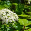 Blackhaw Viburnum Live Plant (Viburnum prunifolium) 6-12" Tall in 4" Pot Outdoor Shrub - Image 1