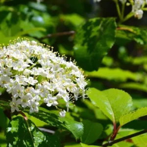 Blackhaw Viburnum Live Plant (Viburnum prunifolium) 6-12