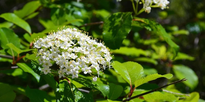 Blackhaw Viburnum Live Plant (Viburnum prunifolium) 6-12" Tall in 4" Pot Outdoor Shrub - Image 1