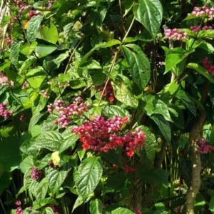 Bleeding Heart Vine Live Plant Set – 4 Mixed (2 White, 2 Red) – 5-9