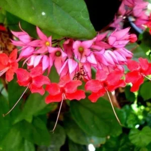 Bleeding Heart Vine Live Plant Set – 4 Mixed (2 White, 2 Red) – 5-9