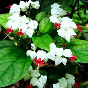Bleeding Heart Vine Live Plant Set – 4 Mixed (2 White, 2 Red) – 5-9