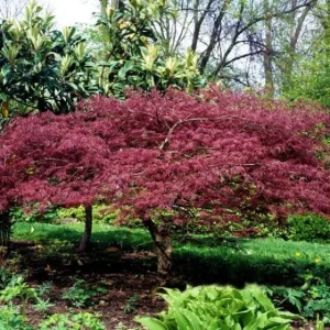 Bloodgood Japanese Maple Tree - Live Plant, 1 Gallon Pot, Outdoor - Image 3
