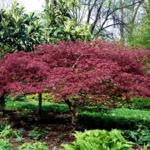Bloodgood Japanese Maple Tree - Live Plant 1 Gallon Pot - Outdoor Landscape - Image 3
