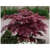 Bloodgood Japanese Maple Tree - Live Plant 1 Gallon Pot - Outdoor Landscape - Image 1