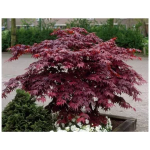 Bloodgood Japanese Maple Tree - Live Plant 1 Gallon Pot - Outdoor Landscape - Image 1