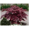 Bloodgood Japanese Maple Tree - Live Plant, 1 Gallon Pot, Outdoor - Image 1