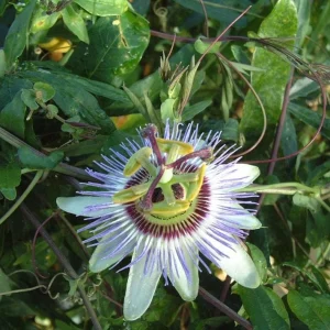 Blue Caerulea Passionflower Live Plant – 4-6