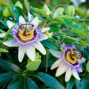 Blue Caerulea Passionflower Live Plant – 4-6
