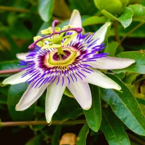 Blue Caerulea Passionflower Live Plant – 4-6