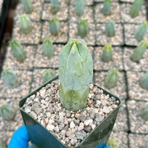 Blue Candle Cactus Live Plant - Myrtillocactus Geometrizans - 4