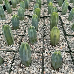 Blue Candle Cactus Live Plant - Myrtillocactus Geometrizans - 4