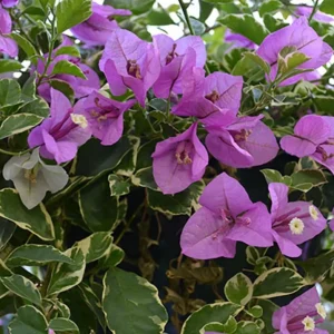 Blueberry Ice Bougainvillea Live Plant – Set of 4 Starters, 4-6” Tall – Flowering Tropical Vine for Sunny Patios - Image 2
