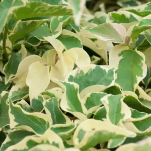 Blueberry Ice Bougainvillea Live Plant – Set of 4 Starters, 4-6” Tall – Flowering Tropical Vine for Sunny Patios - Image 6