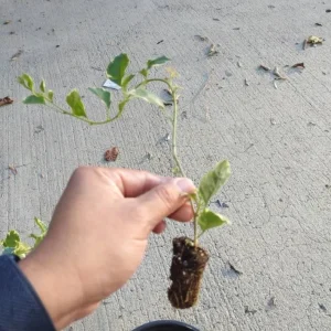 Blueberry Ice Bougainvillea Live Plant – Set of 4 Starters, 4-6” Tall – Flowering Tropical Vine for Sunny Patios - Image 7