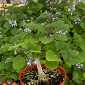 Bonsai Spurflower Plectranthus Ernstii Live Plant - 4 inch Pot - Rare Succulent - Image 2