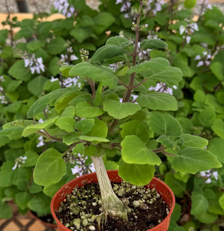 Bonsai Spurflower Plectranthus Ernstii Live Plant - 4 inch Pot - Rare Succulent - Image 2