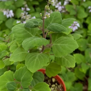 Bonsai Spurflower Plectranthus Ernstii Live Plant - 4 inch Pot - Rare Succulent - Image 3