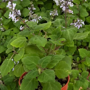Bonsai Spurflower Plectranthus Ernstii Live Plant - 4 inch Pot - Rare Succulent - Image 4