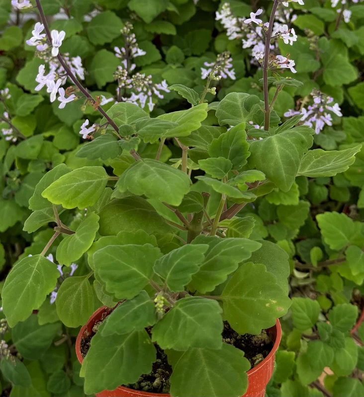 Bonsai Spurflower Plectranthus Ernstii Live Plant - 4 inch Pot - Rare Succulent - Image 4
