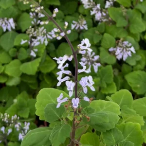 Bonsai Spurflower Plectranthus Ernstii Live Plant - 4 inch Pot - Rare Succulent - Image 5