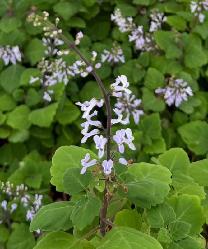 Bonsai Spurflower Plectranthus Ernstii Live Plant - 4 inch Pot - Rare Succulent - Image 5
