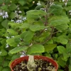 Bonsai Spurflower Plectranthus Ernstii Live Plant - 4 inch Pot - Rare Succulent - Image 1