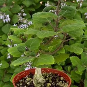 Bonsai Spurflower Plectranthus Ernstii Live Plant - 4 inch Pot - Rare Succulent - Image 1