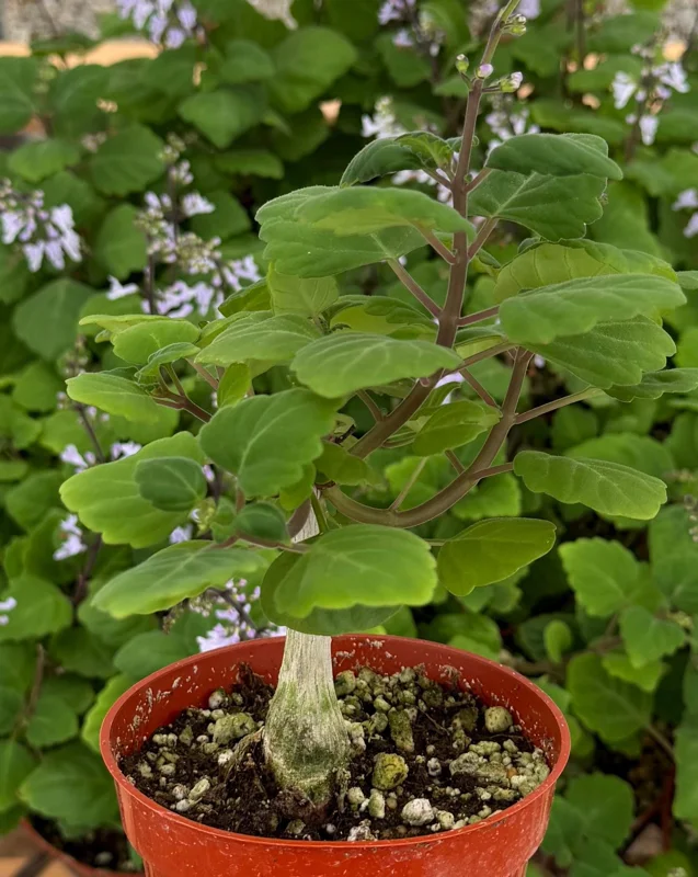 Bonsai Spurflower Plectranthus Ernstii Live Plant - 4 inch Pot - Rare Succulent - Image 1