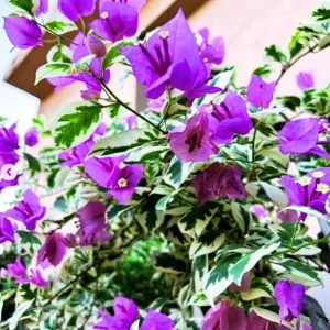 Bougainvillea 'Blueberry Ice' Live Plant Set – 3 Starter Plants, 4-6