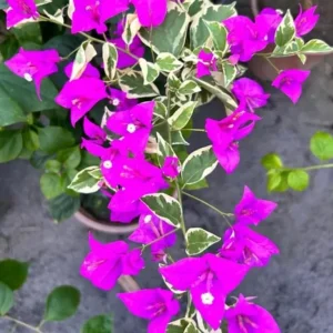 Bougainvillea 'Blueberry Ice' Live Plant Set – 3 Starter Plants, 4-6