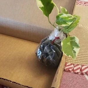 Bougainvillea 'Blueberry Ice' Live Plant Set – 3 Starter Plants, 4-6