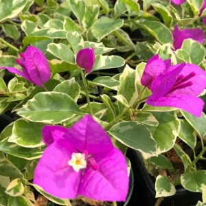 Bougainvillea 'Blueberry Ice' Live Plant Set – 3 Starter Plants, 4-6