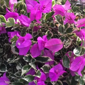 Bougainvillea 'Blueberry Ice' Live Plant Set – 3 Starter Plants, 4-6