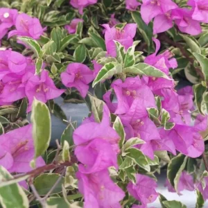 Bougainvillea 'Blueberry Ice' Live Plant Set – 3 Starter Plants, 4-6