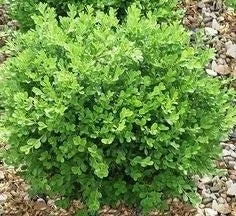 Boxwood Shrub Live Plant - Evergreen, Mounded Form, 6-12" Tall, Quart Pot - Image 2
