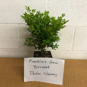 Boxwood Shrub Live Plant - Evergreen, Mounded Form, 6-12