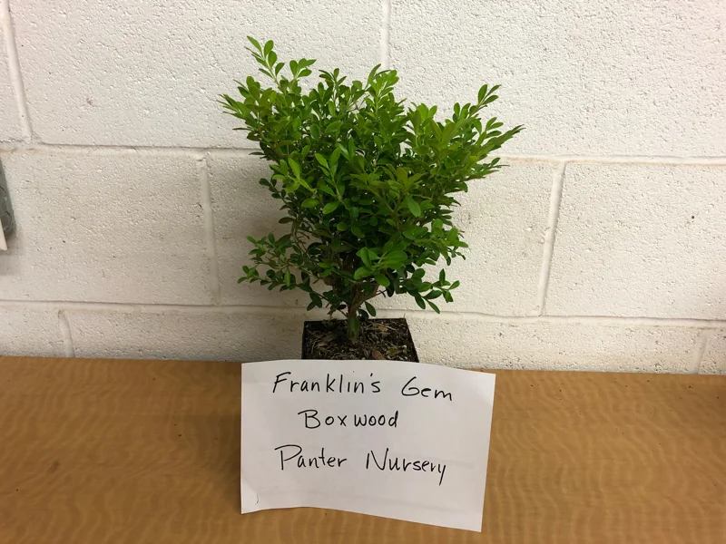 Boxwood Shrub Live Plant - Evergreen, Mounded Form, 6-12" Tall, Quart Pot - Image 3