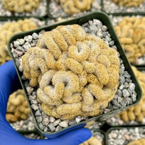 Brain Cactus Live Plant - Mammillaria elongata Cristata - Rare Succulent in 4 inch Pot - Image 2