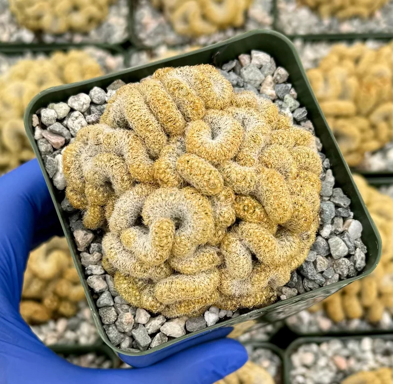 Brain Cactus Live Plant - Mammillaria elongata Cristata - Rare Succulent in 4 inch Pot - Image 2