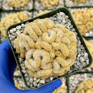 Brain Cactus Live Plant - Mammillaria elongata Cristata - Rare Succulent in 4 inch Pot - Image 1
