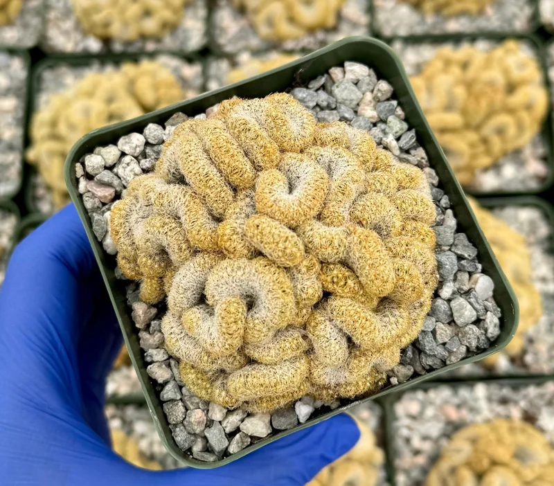Brain Cactus Live Plant - Mammillaria elongata Cristata - Rare Succulent in 4 inch Pot - Image 1