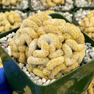 Brain Cactus Live Plant - Mammillaria elongata Cristata - Rare Succulent in 4 inch Pot - Image 3